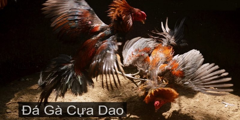 Hướng dẫn cách theo dõi đá gà cựa dao trực tiếp