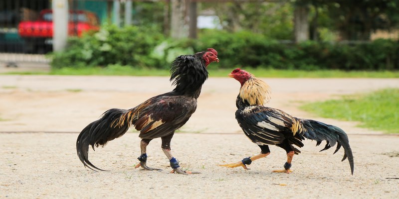 Khái niệm đá gà cựa sắt